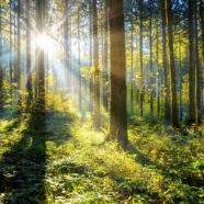 Their Secret Woods