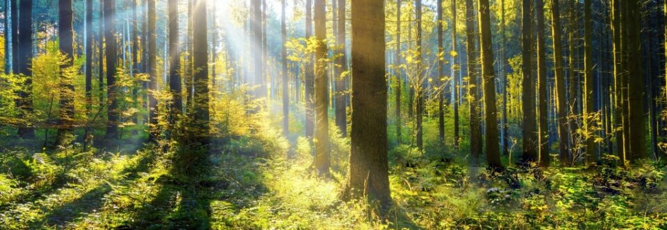 Their Secret Woods